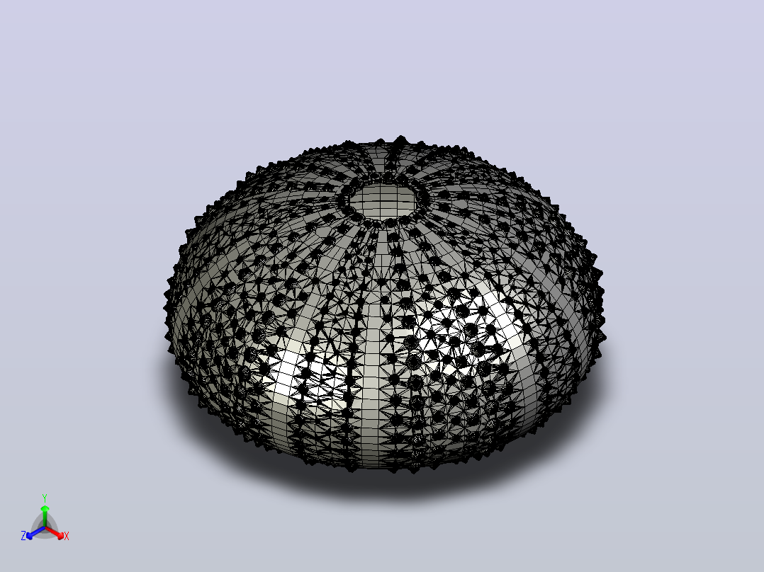 海洋生物鱼类urchin shell主视图