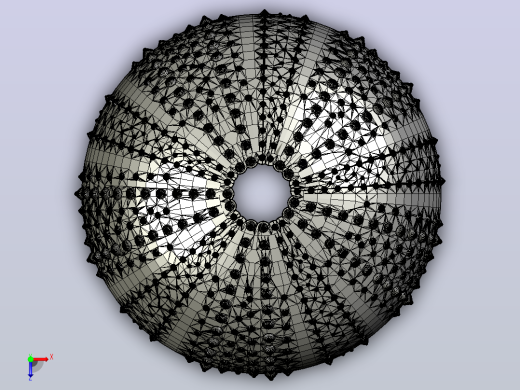 海洋生物鱼类urchin shell俯视缩略图