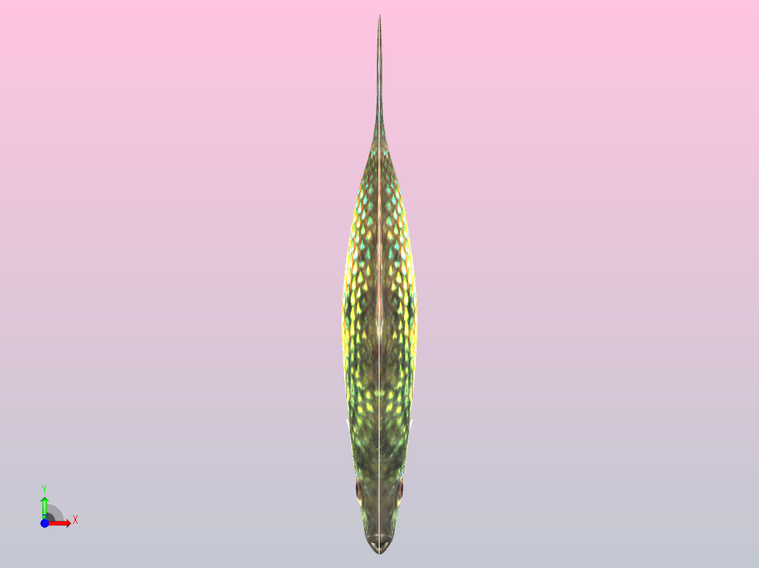 美国旗鱼前视图