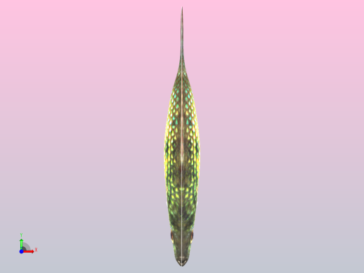 美国旗鱼前视缩略图