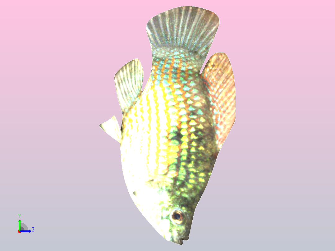 美国旗鱼左视图