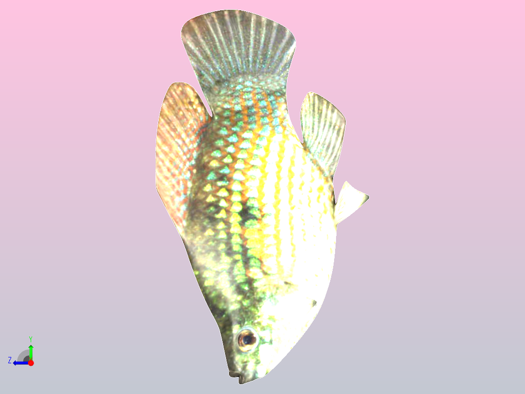 美国旗鱼右视图