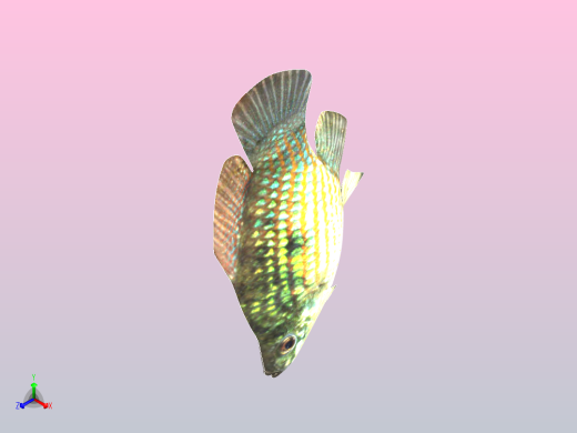 美国旗鱼正等轴测缩略图