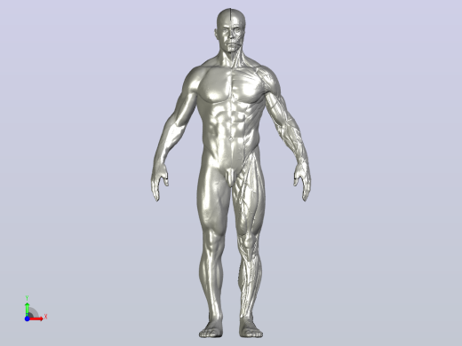 使用J750 Stratasys的数字解剖3D打印前视缩略图