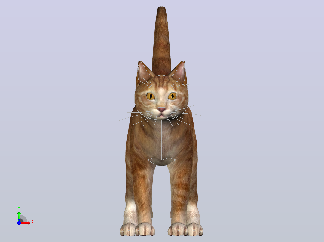 猫咪前视图