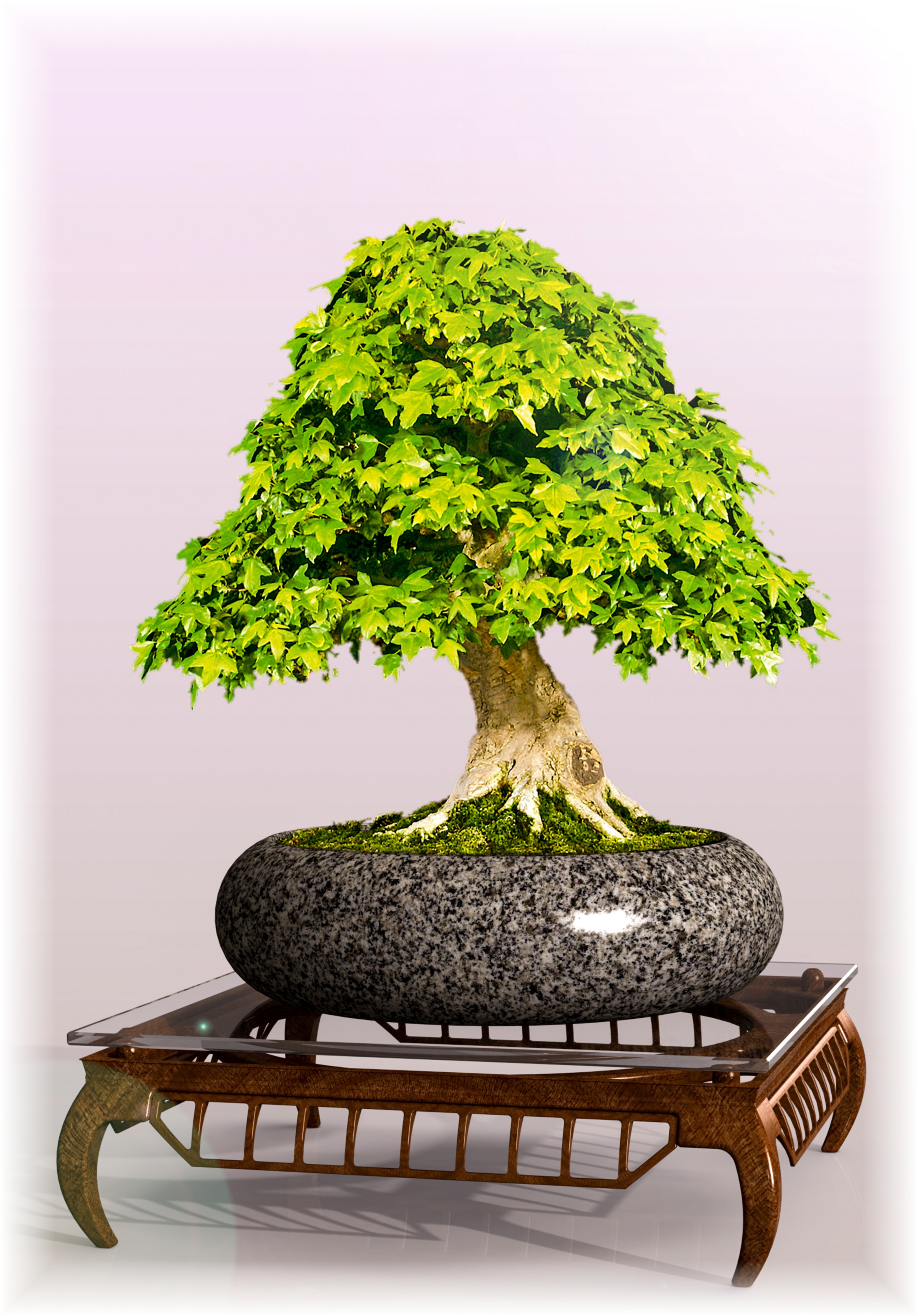 盆景桌“圣甲虫”