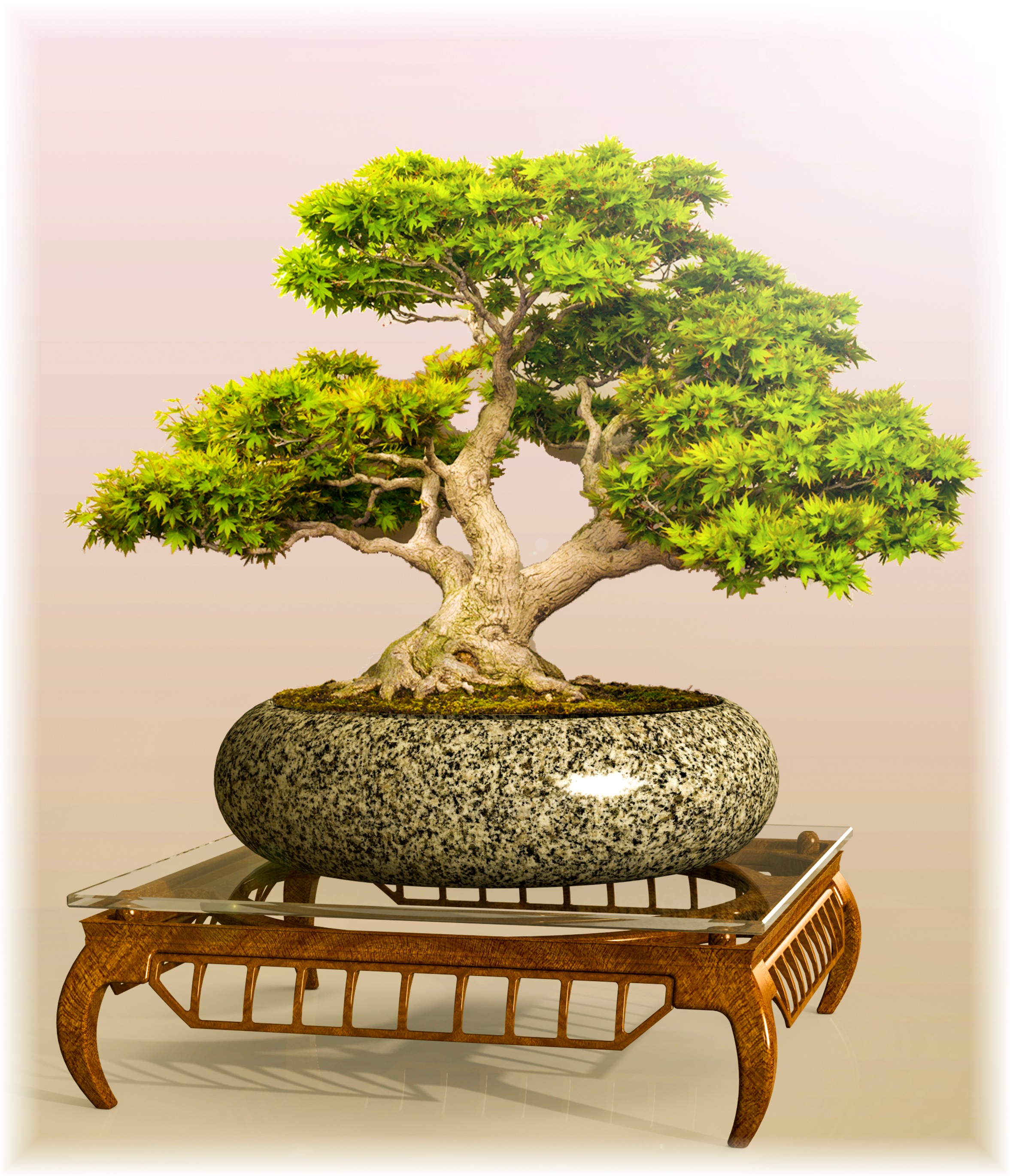 盆景桌“圣甲虫”