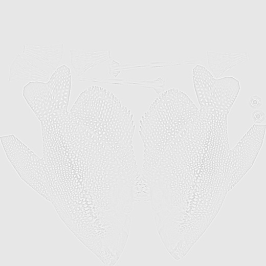 珍珠古拉米鱼缩略图