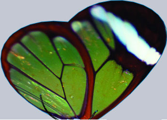 包含蝴蝶、蜜蜂、玫瑰花