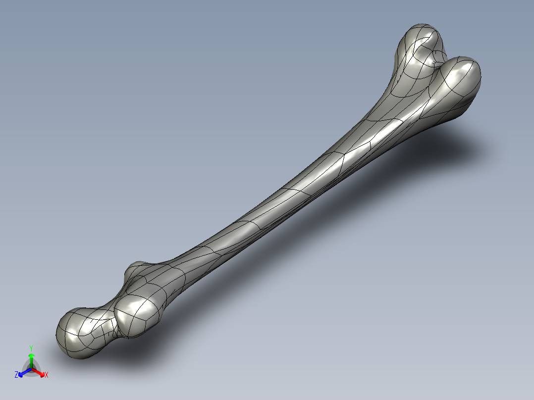 骨骼、人体骨骼(2)主视图