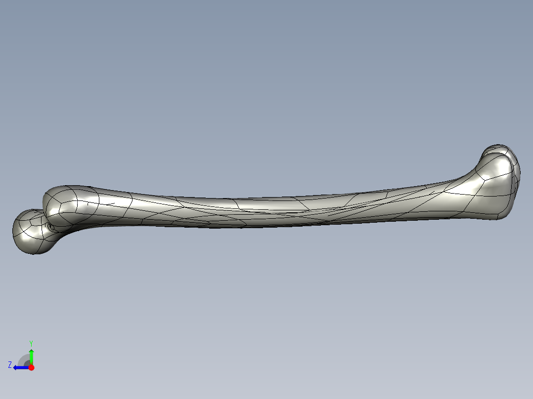 骨骼、人体骨骼(2)右视图