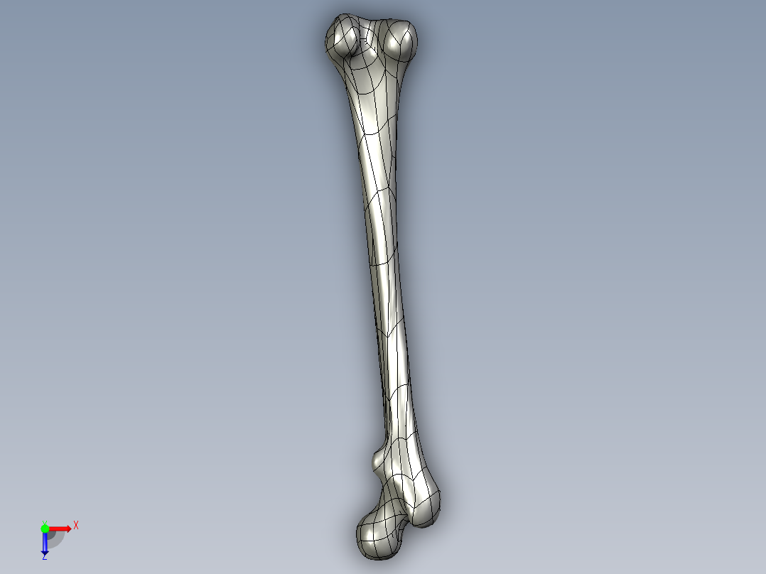 骨骼、人体骨骼(2)俯视图