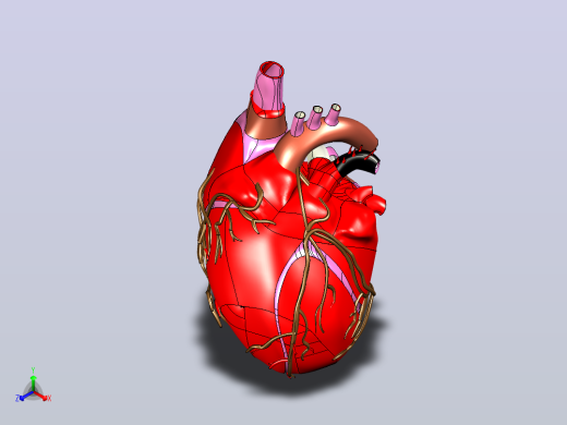 heart人的心脏模型