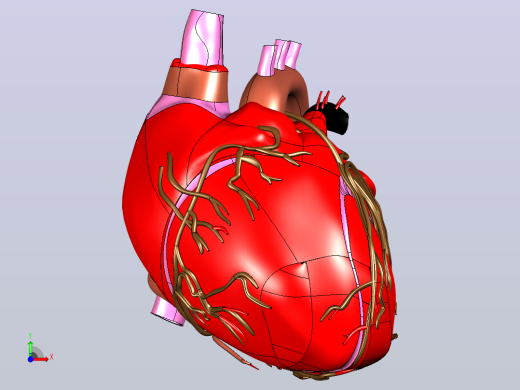 heart人的心脏模型前视缩略图
