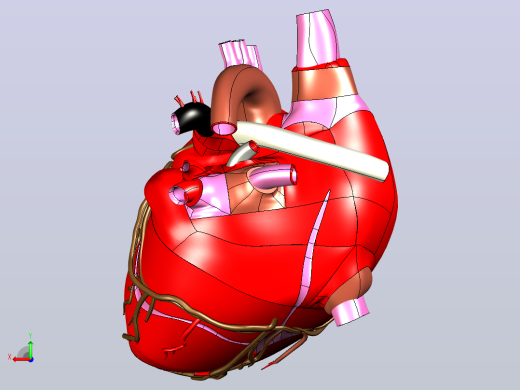 heart人的心脏模型后视缩略图