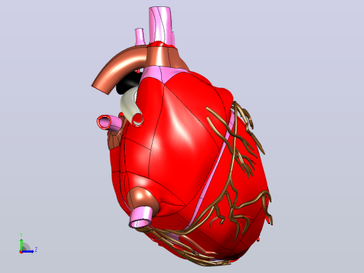 heart人的心脏模型左视缩略图