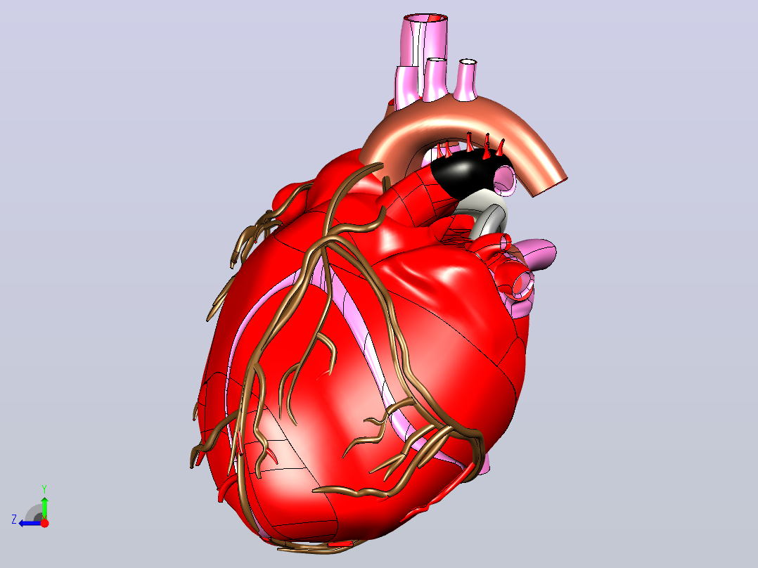 heart人的心脏模型右视图