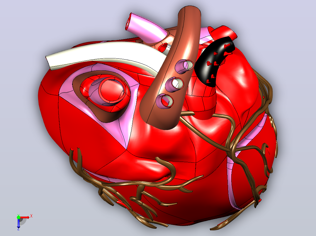 heart人的心脏模型俯视图