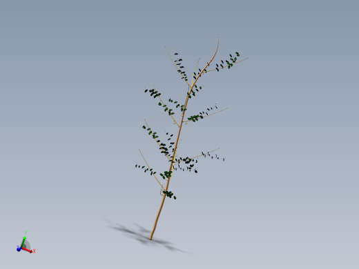 核桃树1主视缩略图