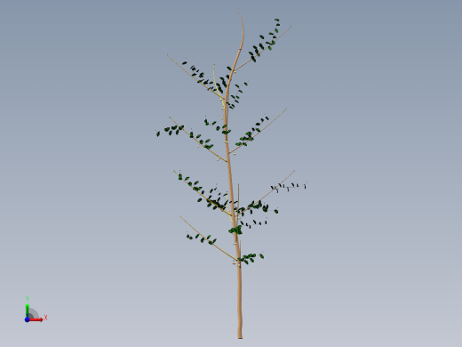 核桃树1前视缩略图