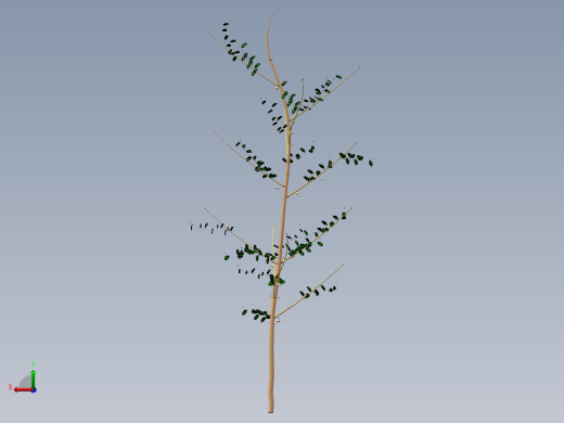 核桃树1后视缩略图