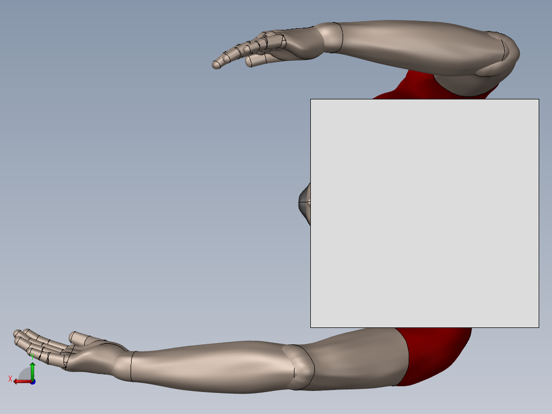 人体模型后视图