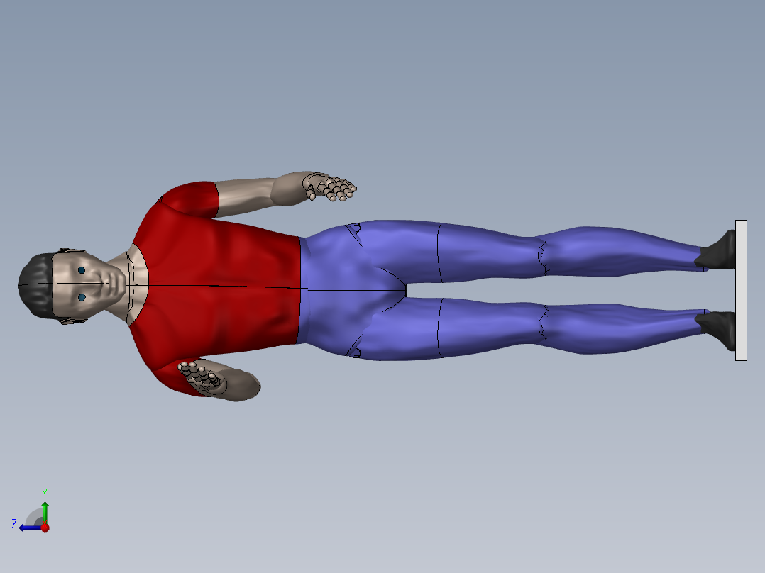 人体模型右视图