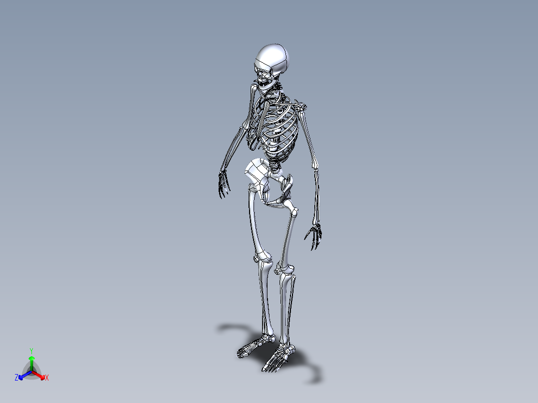 人类骨骼模型主视图