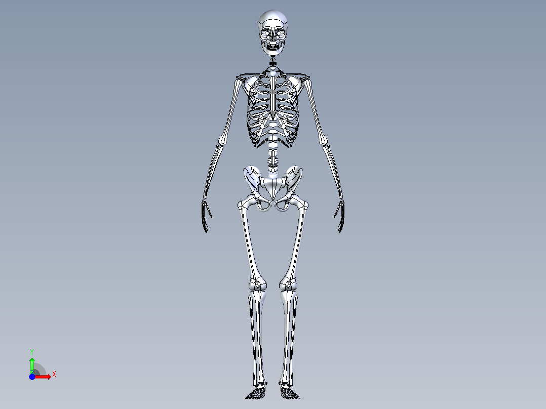 人类骨骼模型前视图