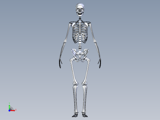 人类骨骼模型前视缩略图