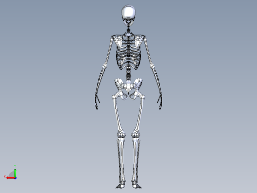 人类骨骼模型后视缩略图