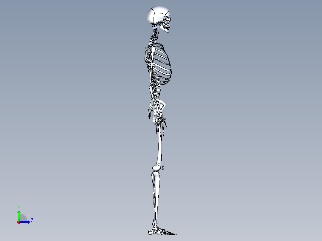 人类骨骼模型左视图