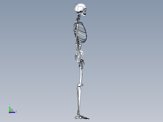 人类骨骼模型左视缩略图