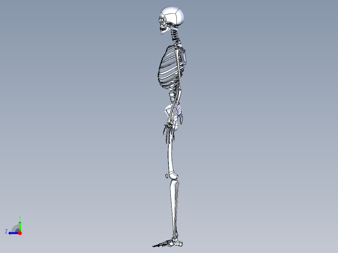 人类骨骼模型右视图