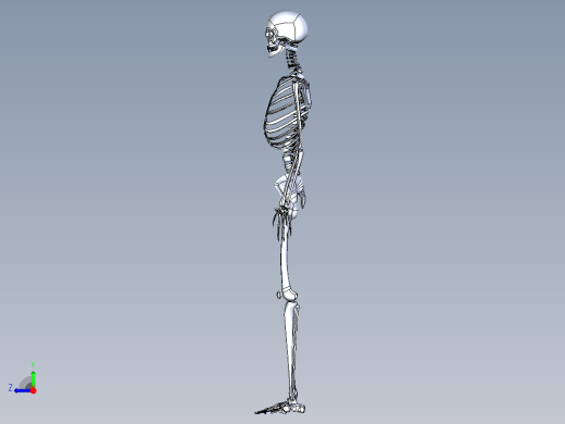 人类骨骼模型右视缩略图