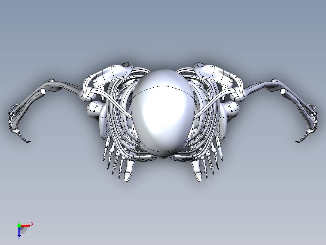 人类骨骼模型俯视图