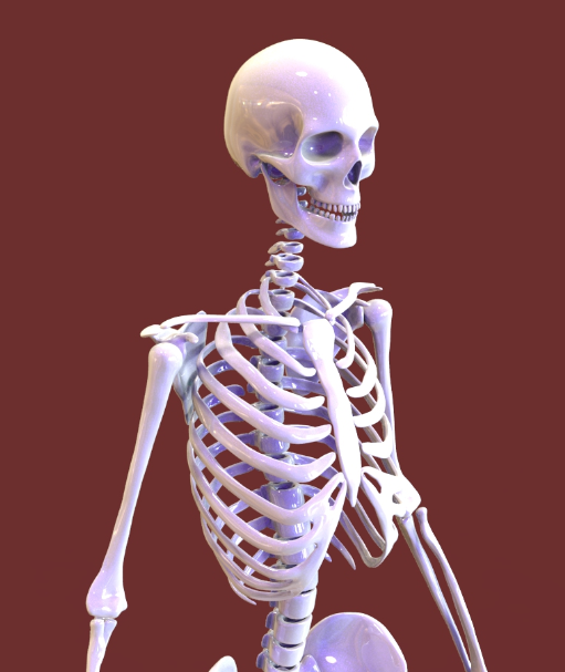 人类骨骼模型缩略图