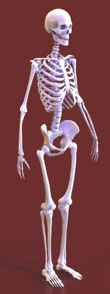 人类骨骼模型缩略图