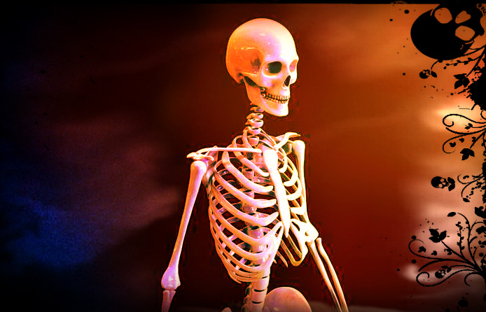 人类骨骼模型