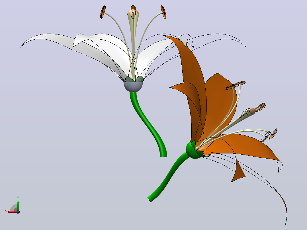 百合花后视图