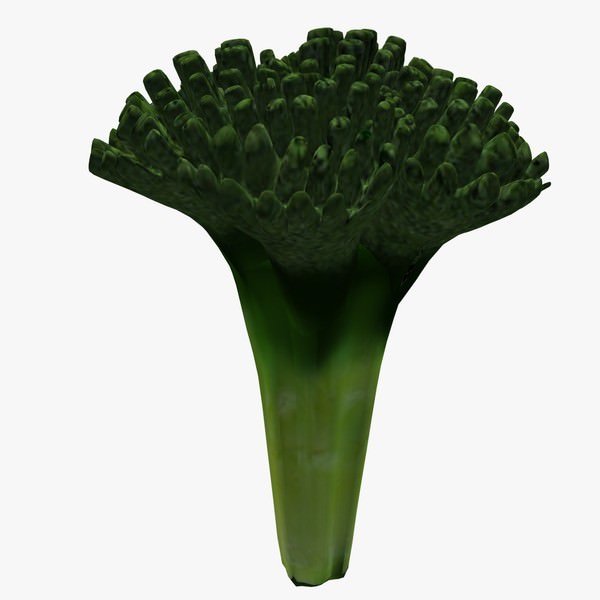 西兰花 3D模型
