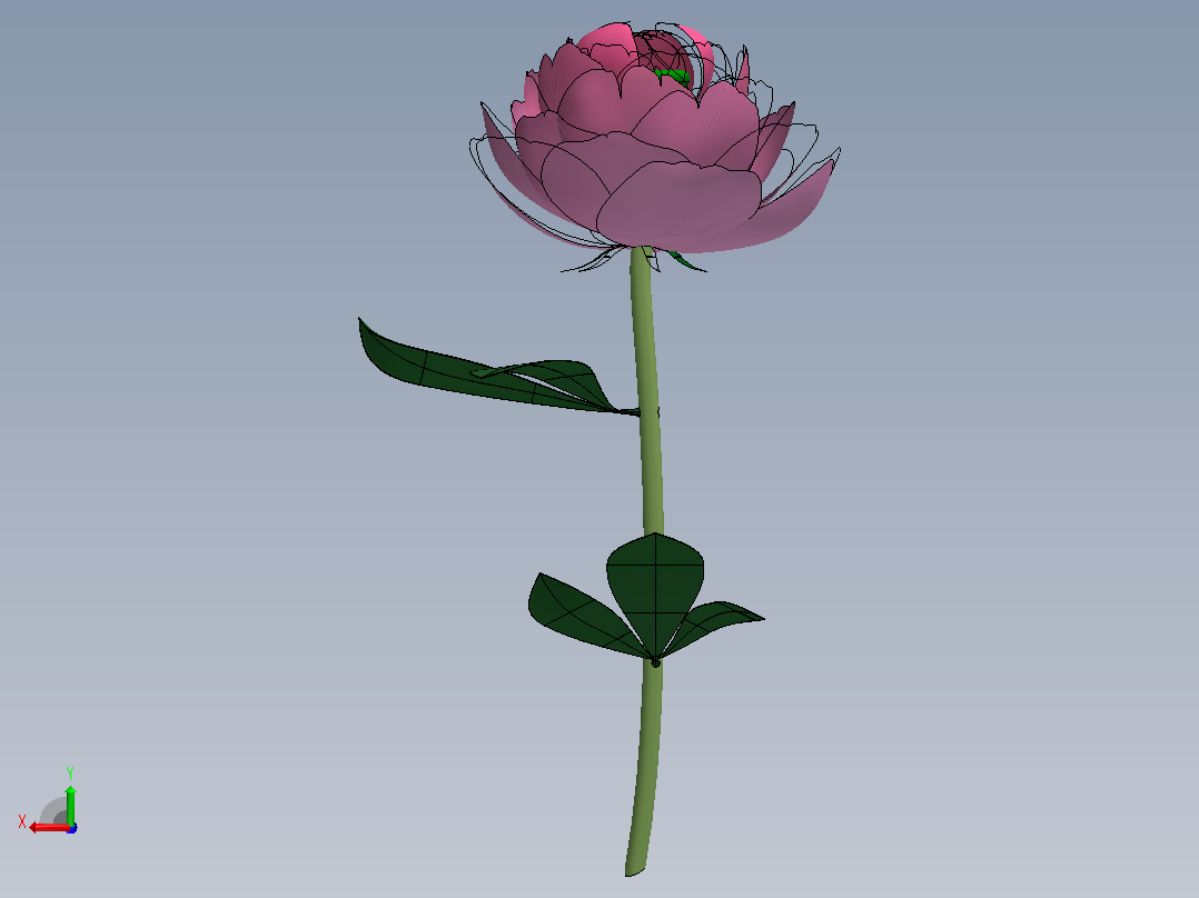 牡丹花后视图