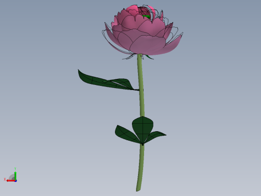 牡丹花后视缩略图