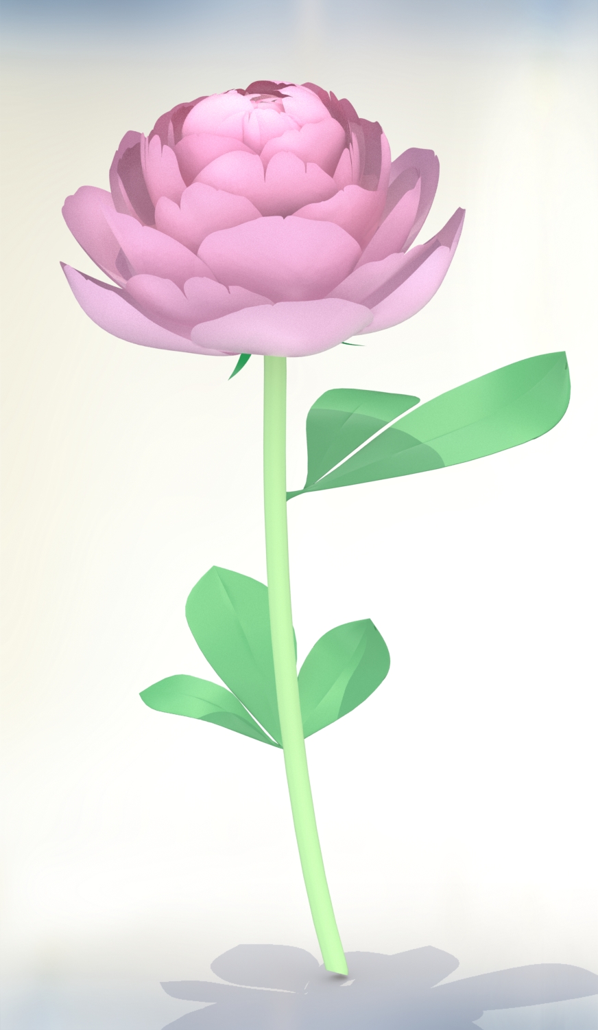 牡丹花