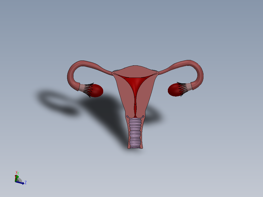 人体生理-女性生殖系统主视图