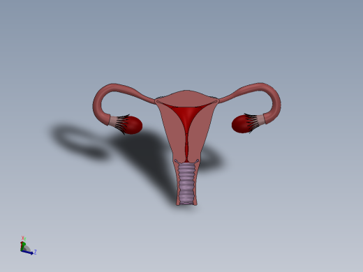 人体生理-女性生殖系统主视缩略图