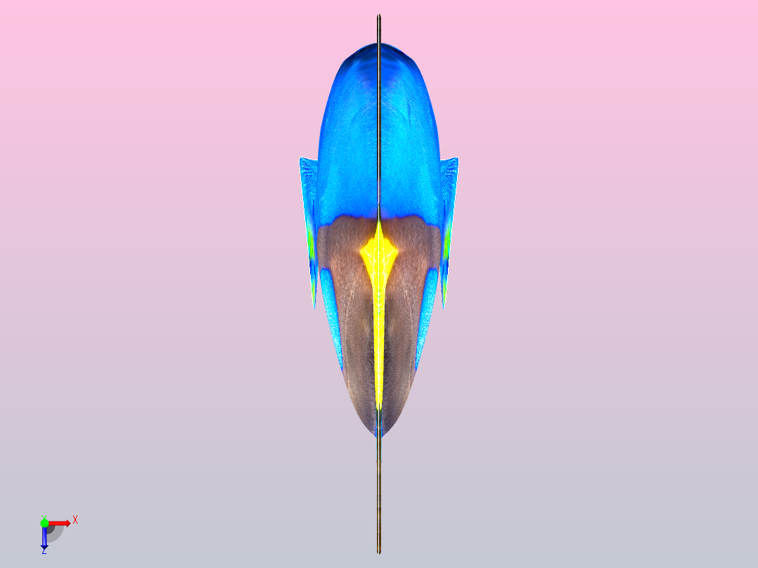 蓝色的鱼俯视图