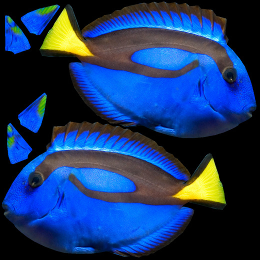 蓝色的鱼缩略图