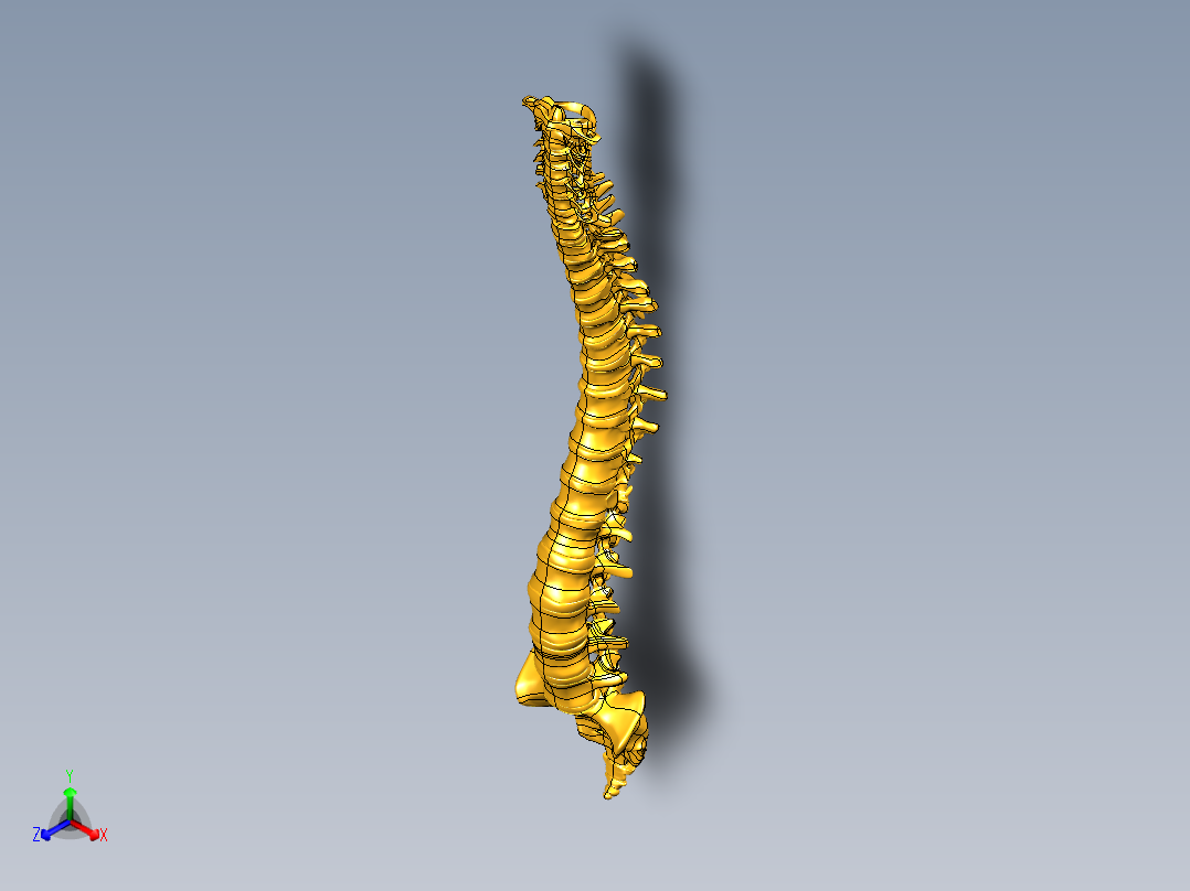 骨骼、人体骨骼(10)主视图