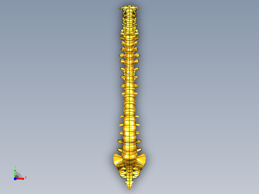 骨骼、人体骨骼(10)前视图